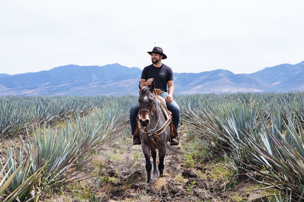 A rider on horseback crosses a field of blue agave, a ridge of mountains on the horizon under a pale sky.
