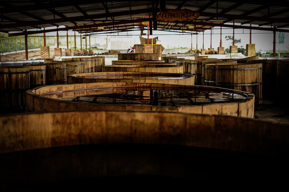 Rows of wooden fermentation tinas under an open-sided roof, the nearest vat filled with dark fermenting must, a hand-painted “Fermentación” sign hanging from the beams.