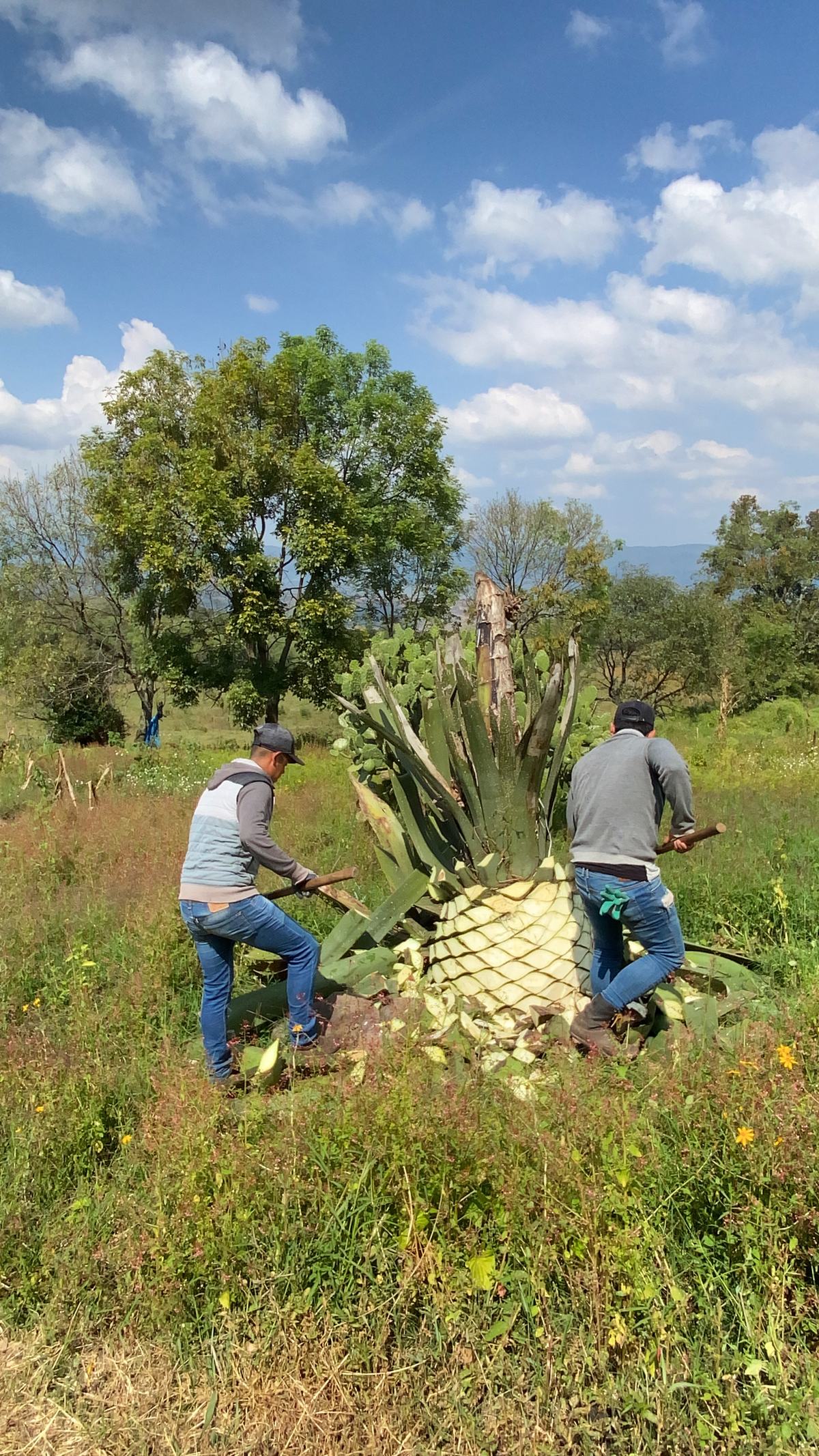 Two jimadores work with long-handled coas to free a large agave piña from its leaves in a green field under a blue sky.