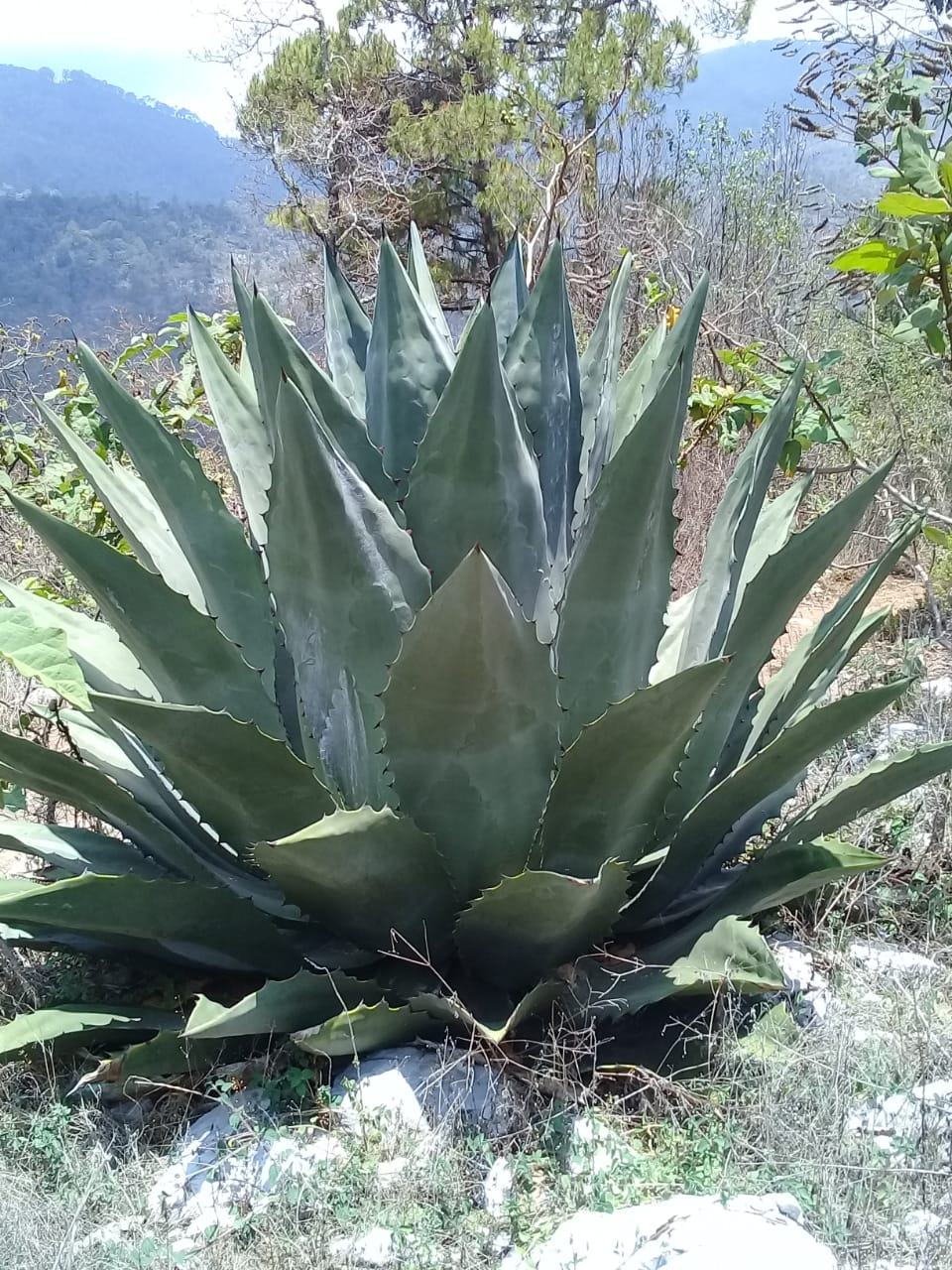 A large, broad-leafed wild agave growing from a rocky mountain slope among pine and oak.