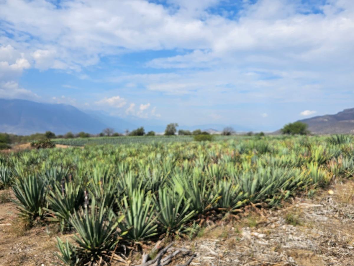 Rows of agave running across a wide valley toward distant mountains under a cloud-filled sky.