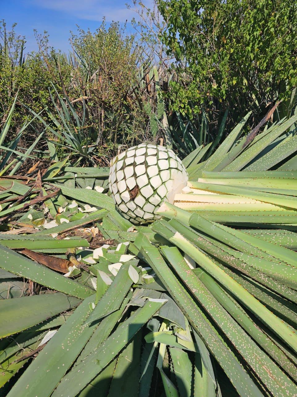 A freshly harvested agave piña, its leaves cut away, resting on the trimmed pencas in the field.