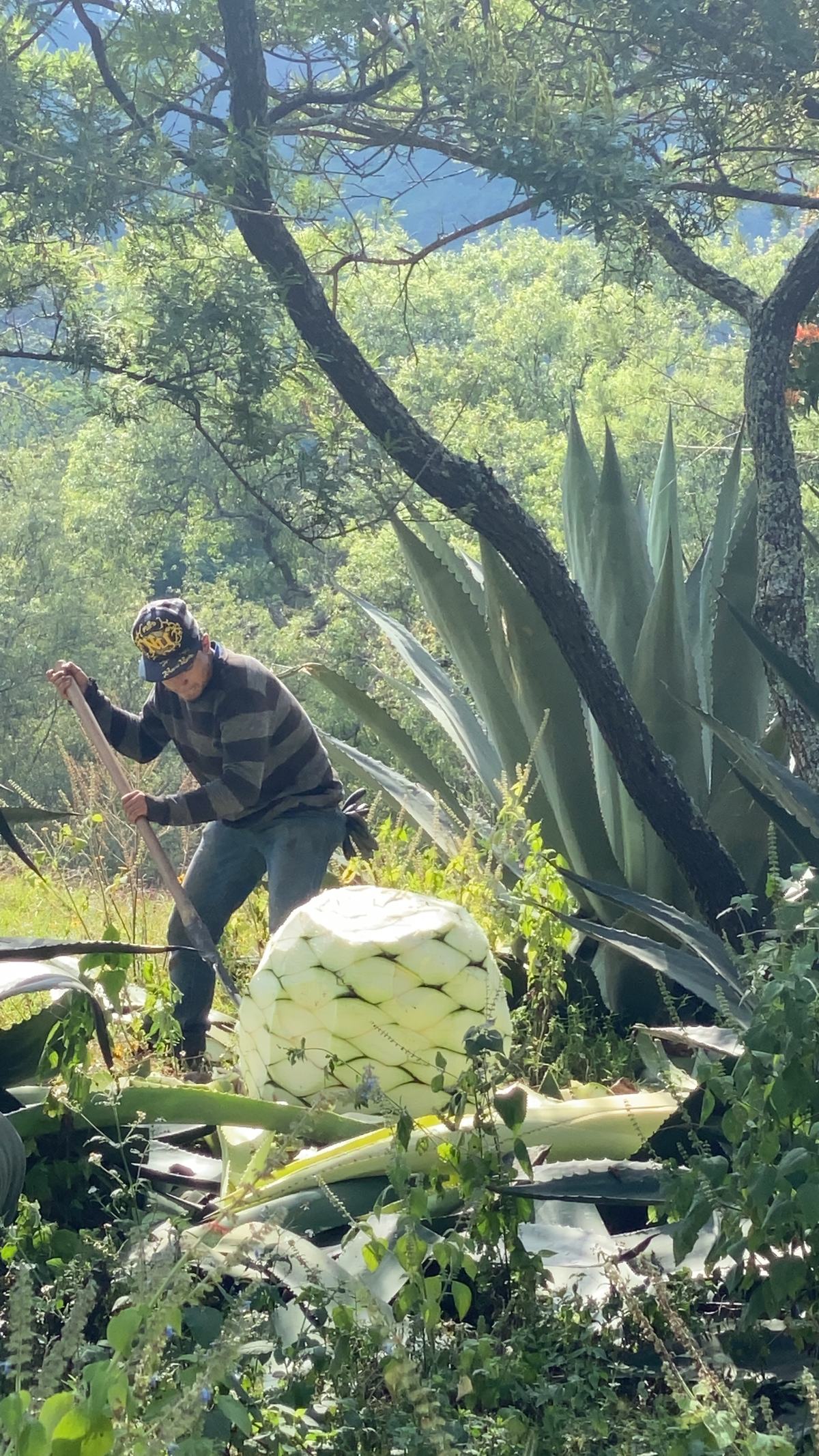 A jimador works a coa around an agave piña on a steep, wooded hillside.